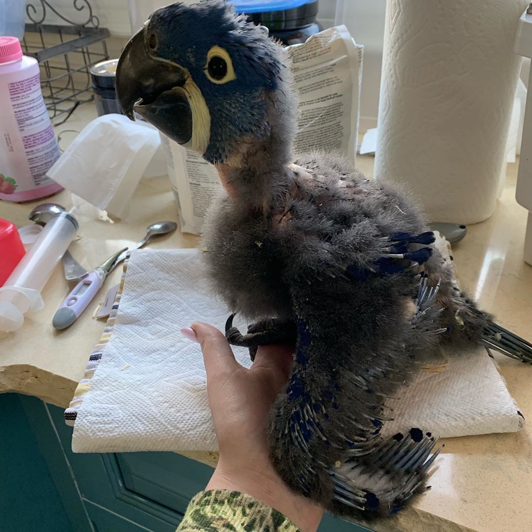 Baby Hyacinth Macaw Parrots Online - All Parrots Fertile Eggs