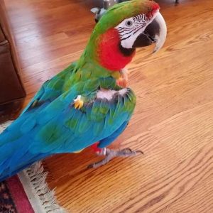 Harlequin Macaw Parrots