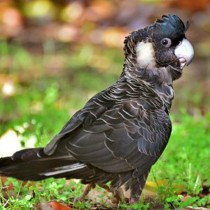 Carnaby Black Cockatoo Parrot