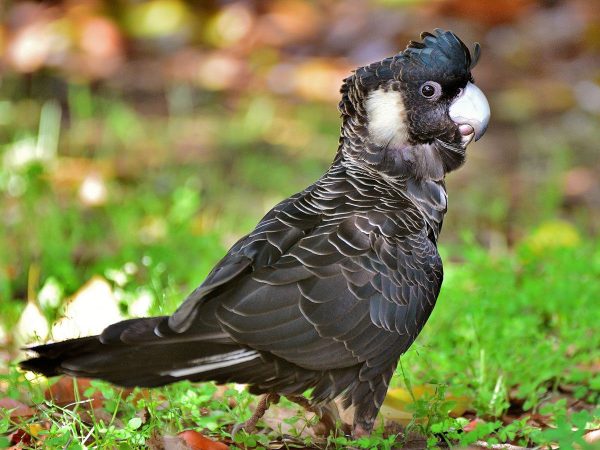 Carnaby Black Cockatoo Parrot