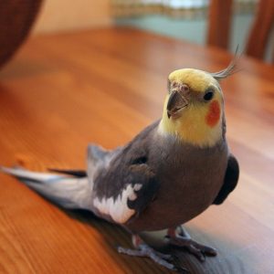 Grey Cockatiel Parrot For Sale