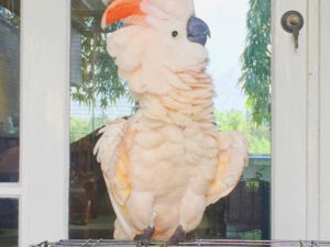 Cute Moluccan Cockatoo For Sale