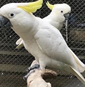 Ashen fallow Cockatiel Available For Sale