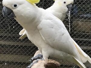 Ashen fallow Cockatiel Available For Sale