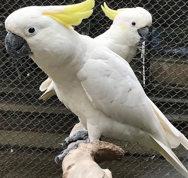 Ashen fallow Cockatiel Available For Sale