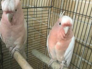 Major Mitchell Cockatoos