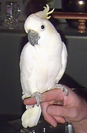 Triton Cockatoos Available For Sale