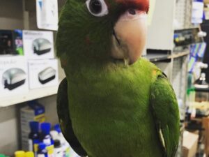 Bobby Puerto Rican Amazon Parrot
