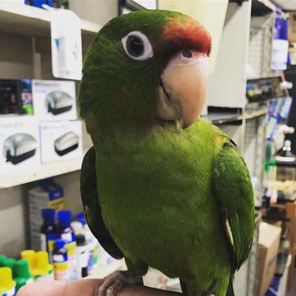 Bobby Puerto Rican Amazon Parrot Bobby Puerto Rican Amazon Parrot