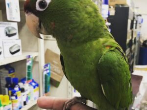 Bobby Puerto Rican Amazon Parrot