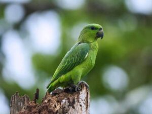 Short Tailed Amazon Parrot