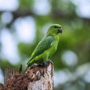 Short Tailed Amazon Parrot