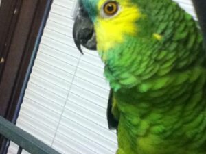 David Blue Winged Amazon