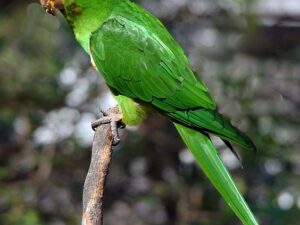 Kawall’s Amazon Parrot