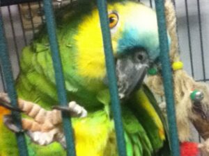 David Blue Winged Amazon