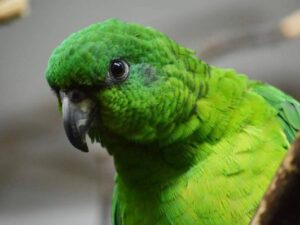 Black Billed Amazon Parrots