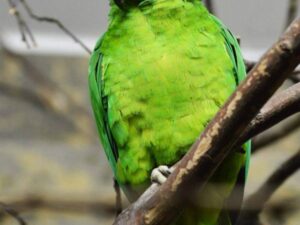 Black Billed Amazon Parrots