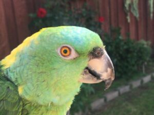 Yellow Naped Amazon Parrots