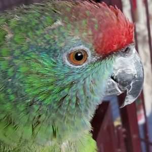 Festive Amazon Parrot