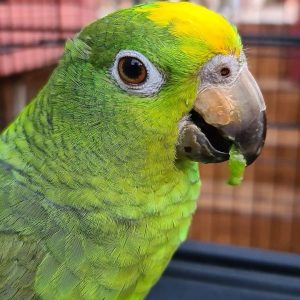 Yellow Crowned Amazon Parrots