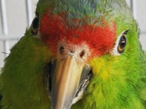 Red Lored Amazon Parrots