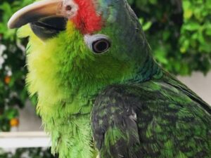 Red Lored Amazon Parrots