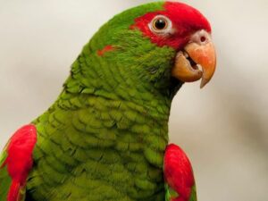 Gracie Red Spectacled Amazon For Sale