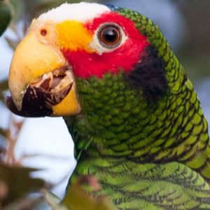 Jack Yuparrotan Amazon Parrots