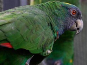 Red Necked Amazon Parrot