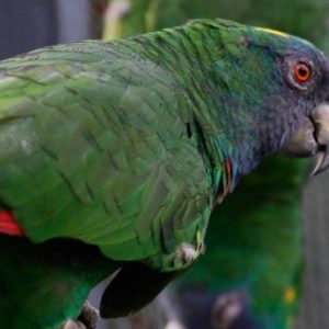 Red Necked Amazon Parrot