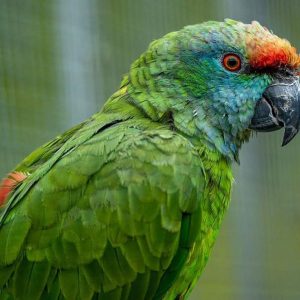 Major Amazona Bodini