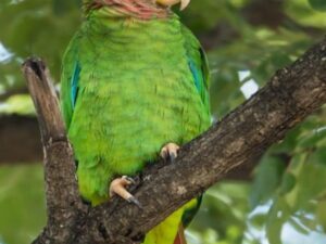 Marshall Yellow Billed Amazon