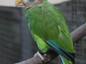 Marshall Yellow Billed Amazon