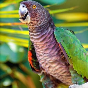 Imperial Amazon Parrot