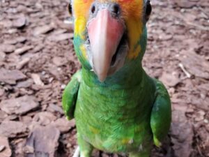 Red Browed Amazon Parrot