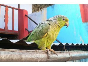 Rexy Scaly Naped Amazon