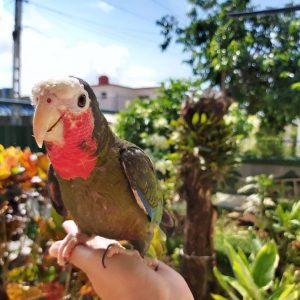 Rita Cuban Amazon Parrot