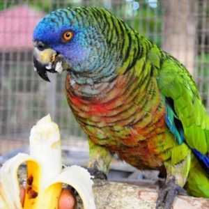Saint Lucia Amazon Parrot