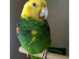 Rocket Tres Marias Amazon