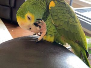 Ruby Yellow Shoulder Amazon