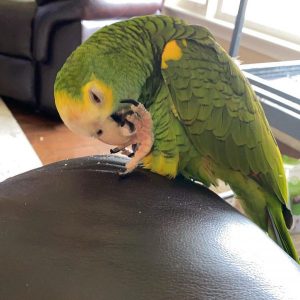 Ruby Yellow Shoulder Amazon