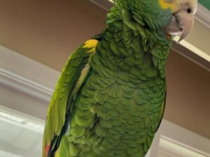 Ruby Yellow Shoulder Amazon