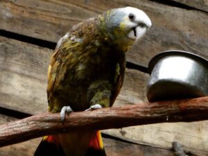 Tessa Saint Vincent Amazon