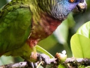 Saint Lucia Amazon Parrot