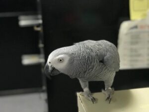 EINSTEIN-AFRICAN GREY PARROTS