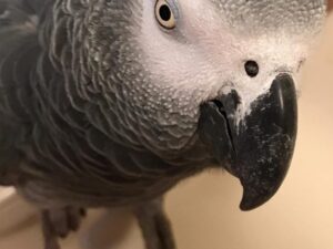 EINSTEIN-AFRICAN GREY PARROTS