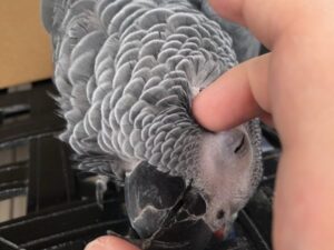 NOODLE-AFRICAN GREY PARROTS