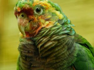 Vinaceous Breasted Amazon Parrot