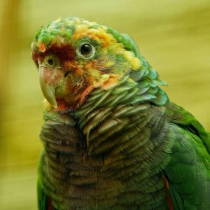 Vinaceous Breasted Amazon Parrot