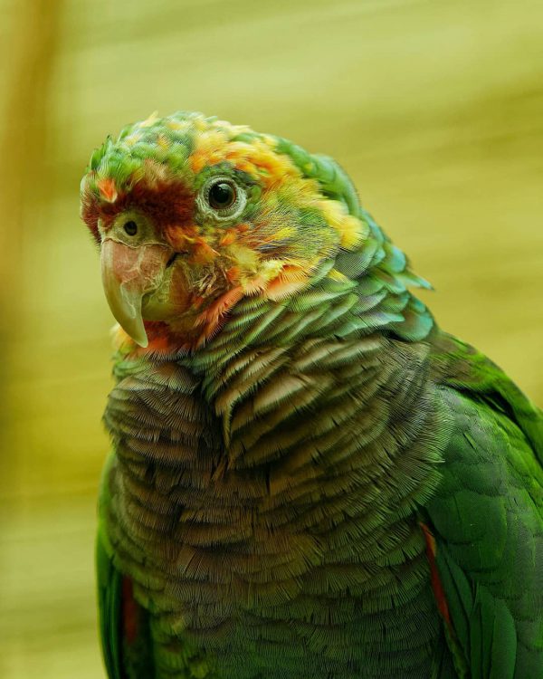 Vinaceous Breasted Amazon Parrot